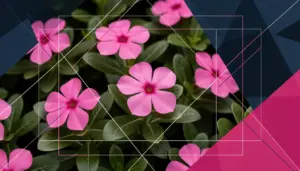 Como Cuidar de Flor Boa Noite: 3 Passos Simples para Flores Sempre