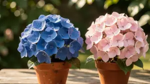 HORTÊNSIA PLANTA: Como Controlar a Cor das Flores (Fácil)